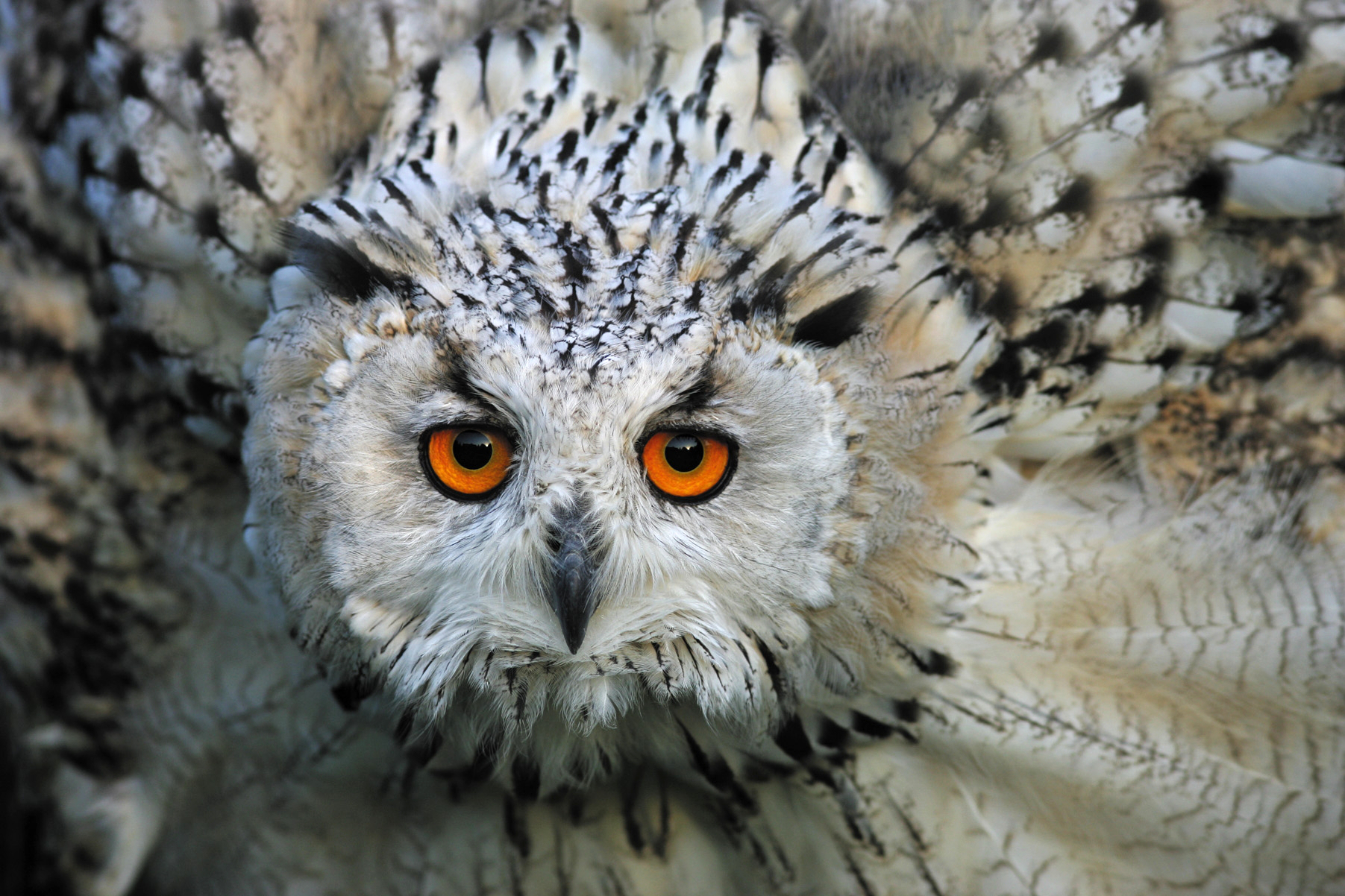 Reintroduction into the wild of an eagle owl, quarry Paderborn, Germany